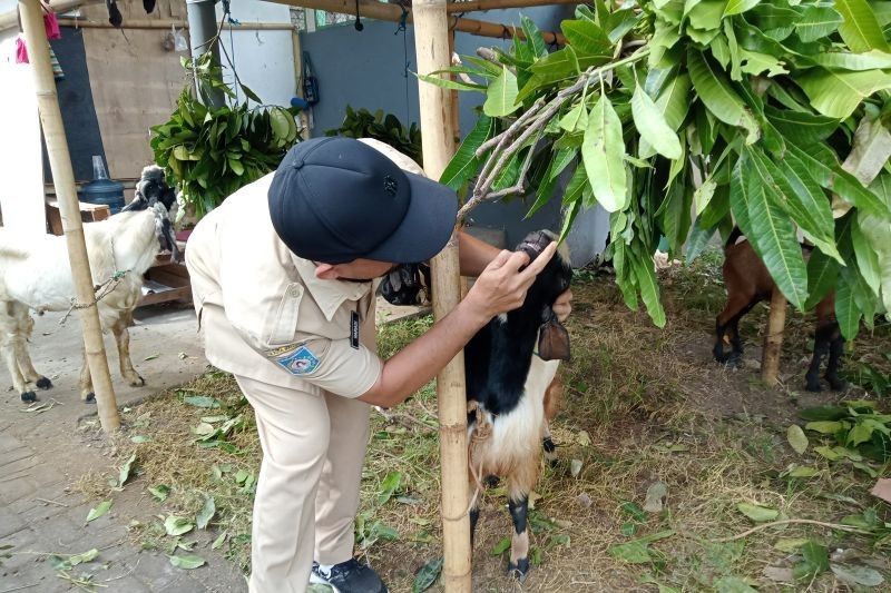 Jelang Idul Adha, Distan Mataram Intensifkan Pemeriksaan Kesehatan Hewan Kurban