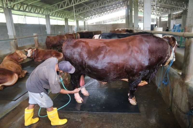Sapi Kurban Presiden Prabowo di Lombok Tengah Seberat 1 Ton Lebih Siap untuk Idul Adha