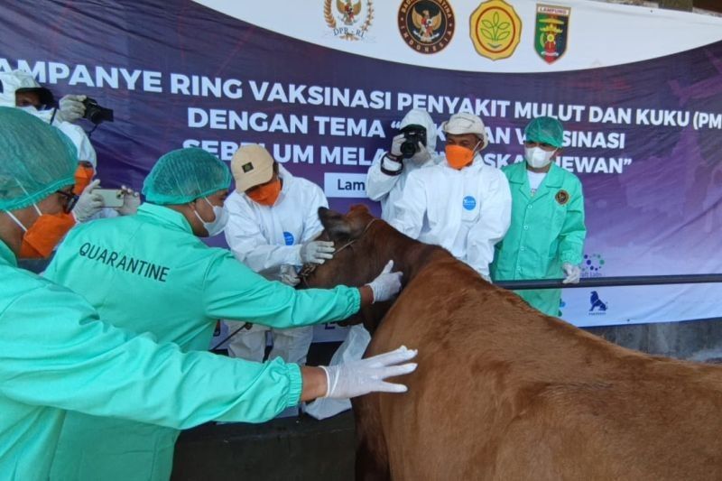 Barantin Gencarkan Vaksinasi Ring untuk Cegah PMK pada Hewan Ternak