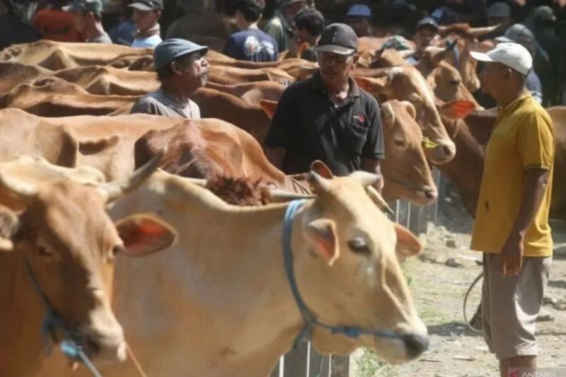 Riau Andalkan Pasokan Sapi Kurban dari Luar Daerah untuk Idul Adha 1446 H