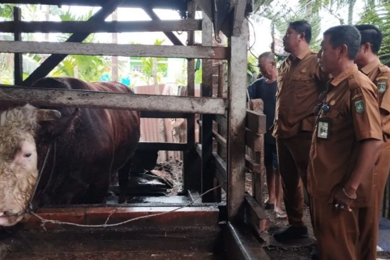 Prabowo Subianto Sumbang Sapi Kurban 750 Kg untuk Warga Dumai di Idul Adha 2025