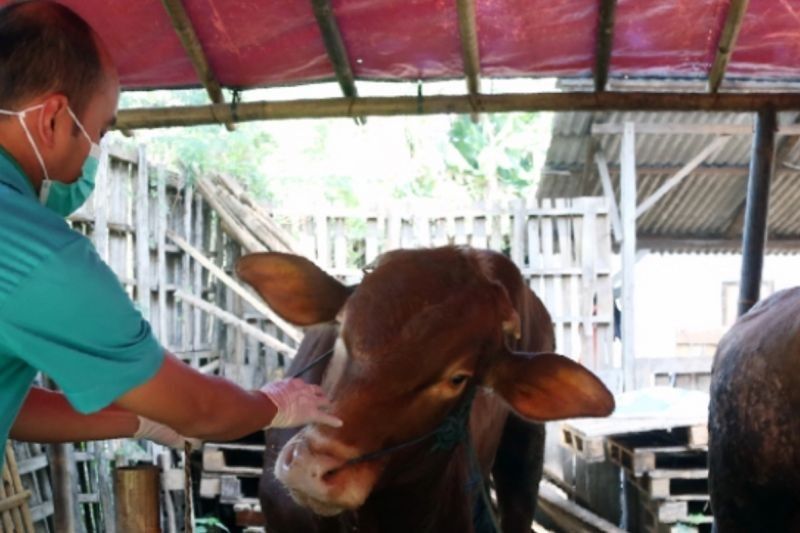 Jelang Idul Adha, Pemkot Jakut Intensifkan Pemeriksaan Kesehatan Hewan Kurban