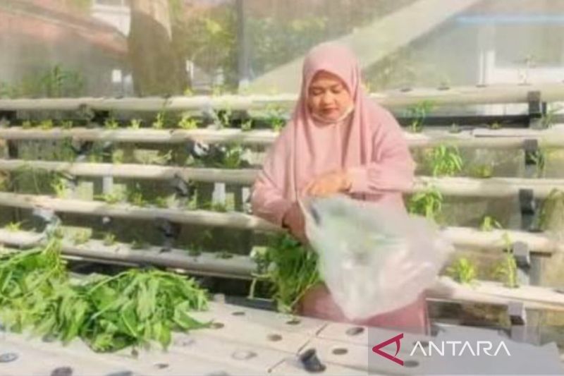 Dinas Pangan Kota Solok Perluas Budi Daya Hidroponik untuk Ketahanan Pangan Keluarga