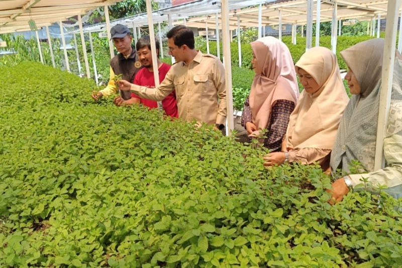 DPRK Banda Aceh Ungkap: Urban Farming, Solusi Ketahanan Pangan Kota yang Hasilkan Omzet Jutaan Rupiah