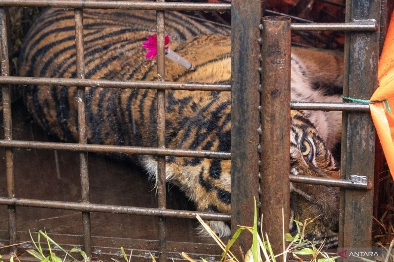 Fakta Mengejutkan: 17 Konflik Satwa Manusia Ditangani BKSDA Sumbar, Harimau Dominan!