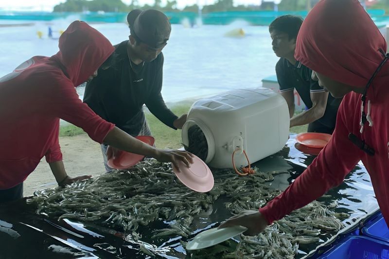 Tahukah Anda? Aquarev Bantu Petambak Kecil Tingkatkan Produksi Udang Berkelanjutan hingga Puluhan Ton