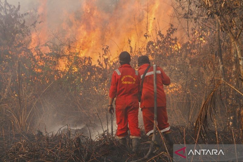 Fakta Unik: Mengapa Riau Selalu Jadi Episentrum Kebakaran Hutan dan Lahan? BNPB Ungkap Data Terkini