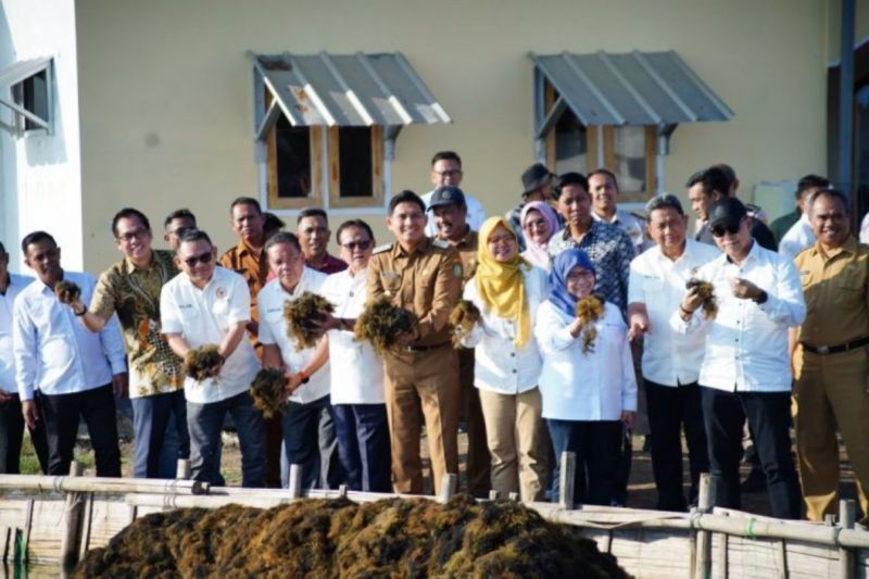 Tahukah Anda? Potensi Rumput Laut Indramayu Capai 37 Ribu Ton, Jadi Penggerak Ekonomi Baru!