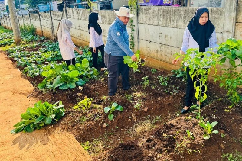 Tahukah Anda? Lapas Semarang Panen Sawi 29,5 Kg, Bukti Pembinaan Kemandirian Warga Binaan