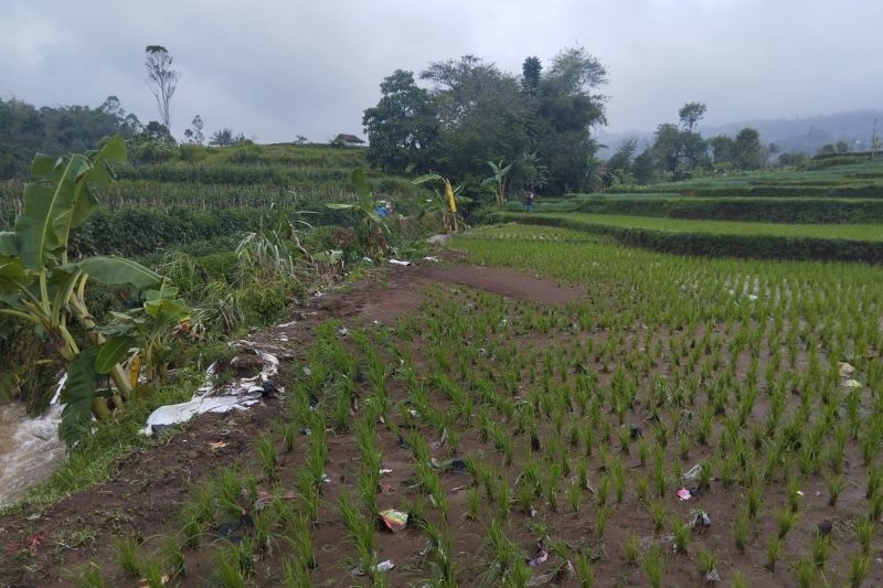 Fakta Mengejutkan: 71,48 Hektare Sawah Terdampak Bencana di Garut Tetap Produktif, BPTPH Jabar Pastikan Panen Aman!