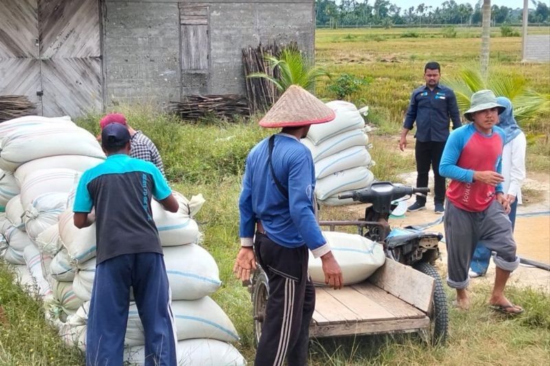 Fantastis! Harga Gabah Abdya Tembus Rp8 Ribu/Kg di Awal Panen, Jauh Lampaui HPP