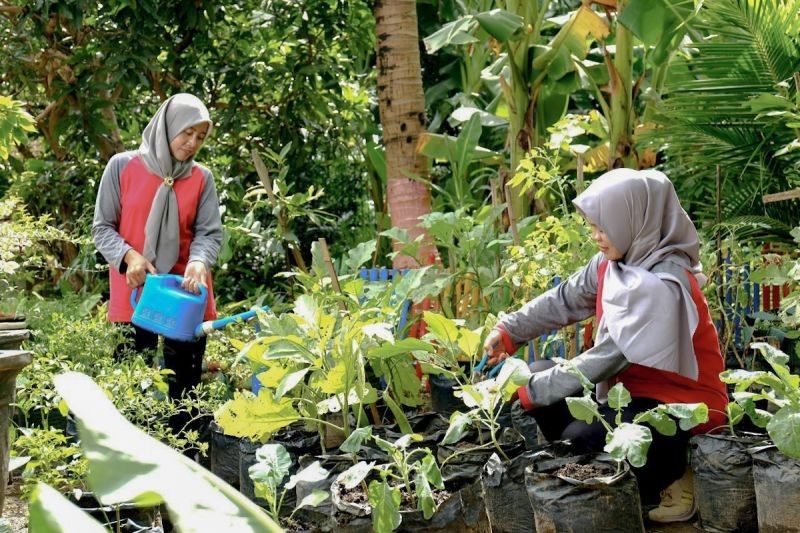 Kisah Inspiratif: SIG Ubah Limbah Ternak Sapi Jadi Berkah Ekonomi, Libatkan 879 Perempuan di Blora!