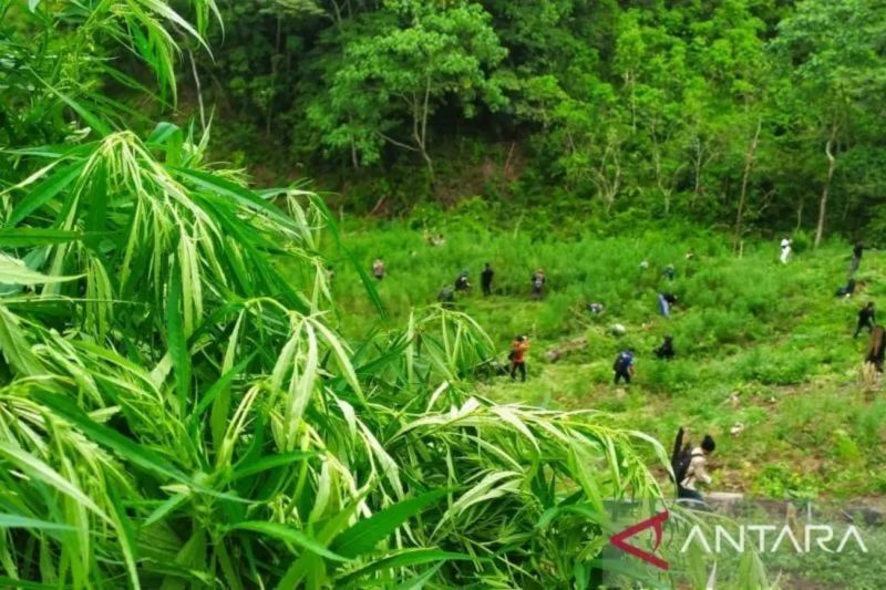 Fakta Mencengangkan: 80 Ribu Warga Terpapar Narkotika di Aceh, Mayoritas Ganja, dan 80% Suplai Narkoba Nasional Lewat Perairan Aceh