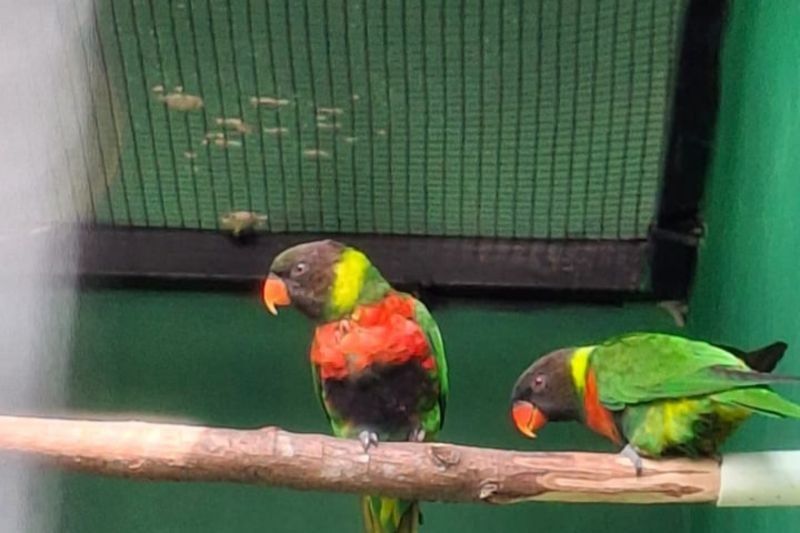 Fakta Unik: 40 Ekor Burung Perkici Dada Merah Dipulangkan dari Inggris, Ini Pentingnya Repatriasi Satwa Dilindungi