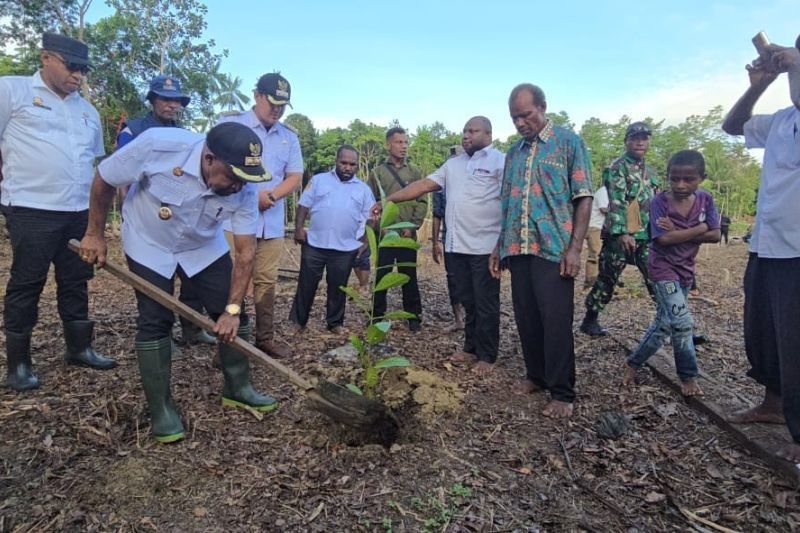 Tahukah Anda? Kopi Arabika Jayapura Siap Mendunia, Pemkab Jayapura Genjot Ekonomi Lokal