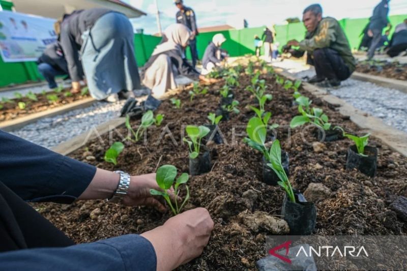 Tahukah Anda? Program Kendari Berkebun Perkuat Ketahanan Pangan Keluarga di Kota Lulo