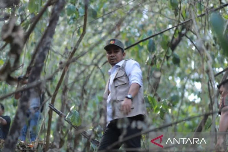 Tahukah Anda? Karhutla di Bukit Barisan Kota Solok Berhasil Dikendalikan Berkat Sinergi Petugas!