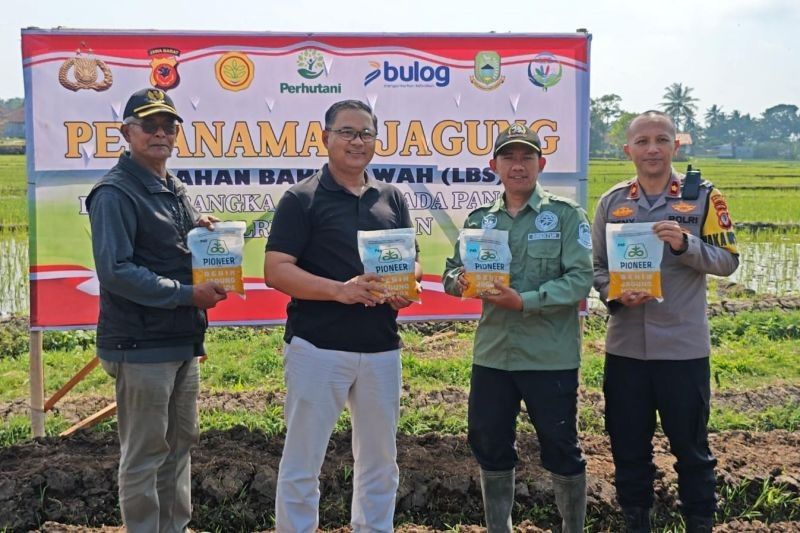 Polres Kuningan Perluas Areal Tanam Jagung Hibrida: Ternyata Capai Lebih dari Target Awal!