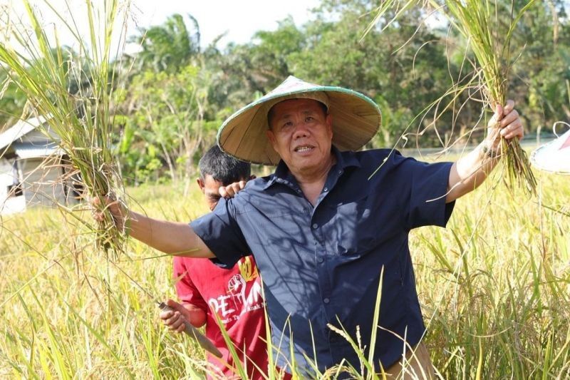 Trivia: Kotoran Sapi Tingkatkan Kesuburan Tanah? Belitung Timur Sukses Integrasikan Padi Sawah dan Ternak Sapi
