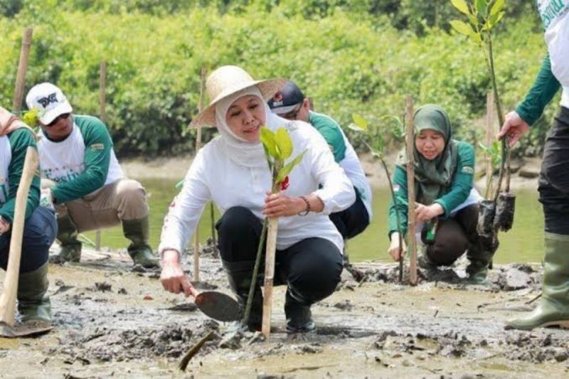 Tahukah Anda? Gubernur Jatim Ajak Warga 'Sedekah Oksigen' dengan Tanam Pohon Mangrove, Luasnya Capai 30 Ribu Hektare!
