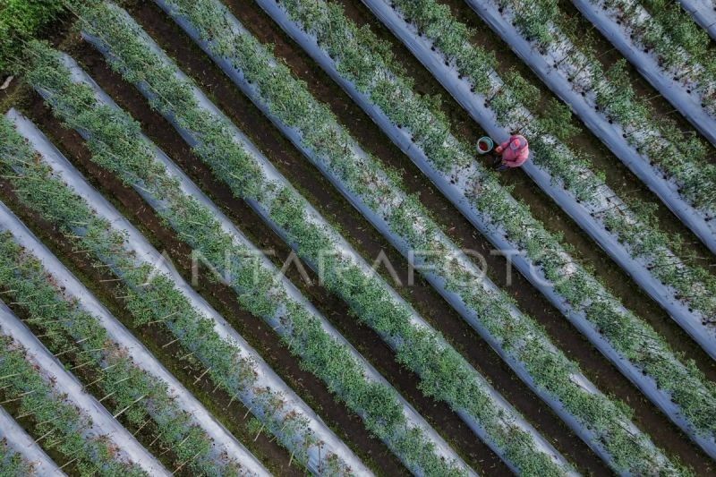 Fakta Unik: Transisi Energi dan Iklim Jadi Prioritas Nasional Indonesia, Kunci Ketahanan Pangan Masa Depan