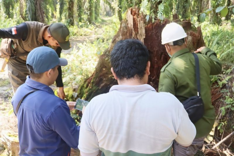 Tahukah Anda Beruang Madu Bersarang di Mana? BKSDA Sampit Pastikan Keberadaan di Kebun Sawit Pasca Serangan