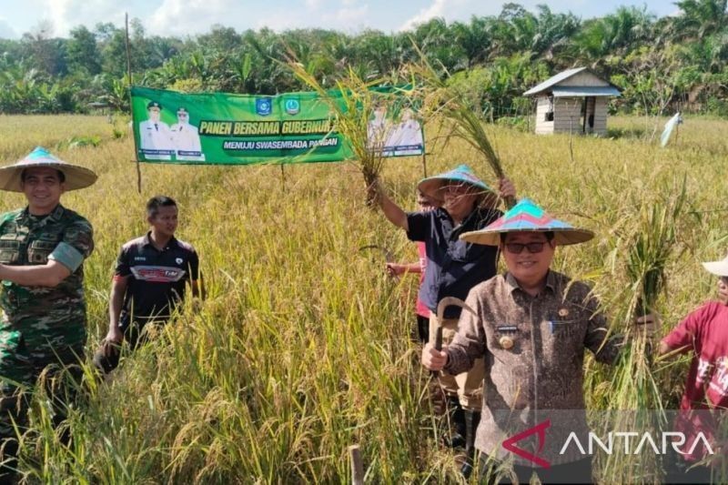 Belitung Timur Perkuat Kemandirian Pangan: Ternyata 129 Kelompok Tani Jadi Ujung Tombak!