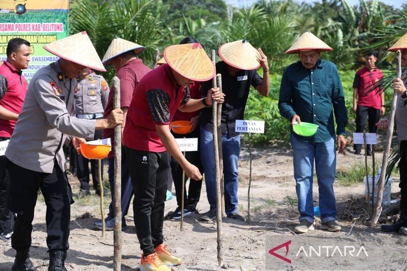 Fakta Unik: Polres Belitung Tanam Jagung Dua Hektare, Dukung Swasembada Pangan Nasional