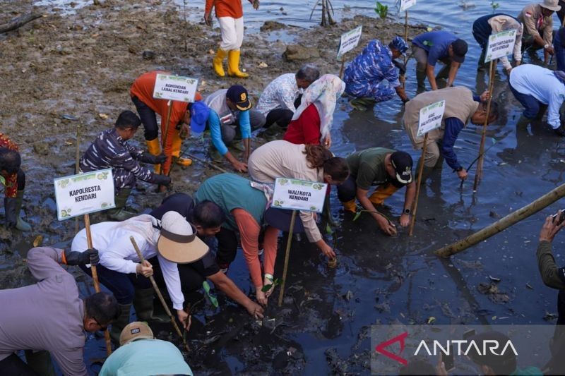 Fakta Menarik Kendari 'Kota Lulo': Pemkot Tanam 500 Pohon Penanaman Mangrove, Cegah Abrasi Pesisir