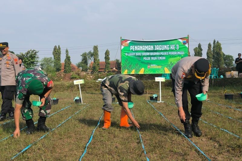 Fakta Unik: Polres Purbalingga Tanam Jagung di Lahan 3.500 Meter Persegi, Dukung Swasembada Pangan Nasional