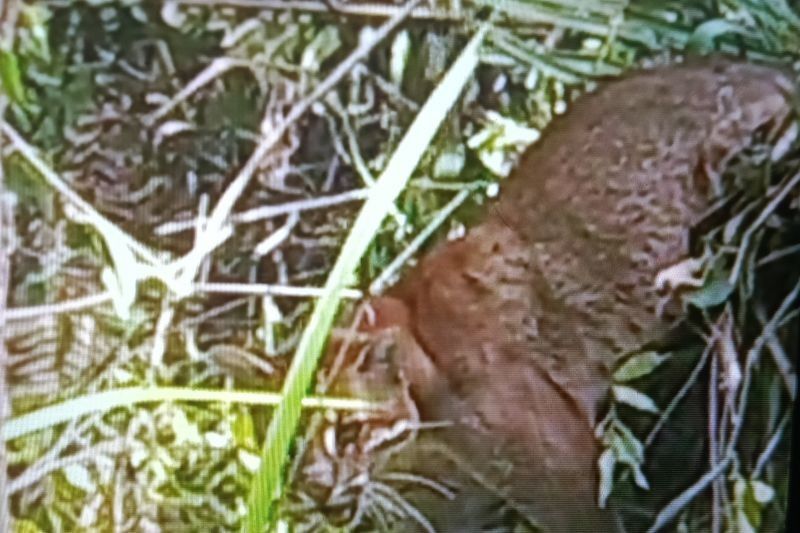 Fakta Unik Kucing Emas: Satwa Langka Terperangkap Jerat Babi di Pasaman, Sumatera Barat