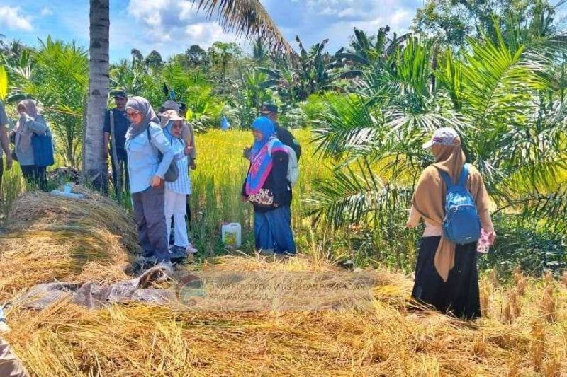 Tahukah Anda? Buol Kembangkan Padi Gogo di Lahan Kering, Solusi Hadapi Krisis Pangan Global