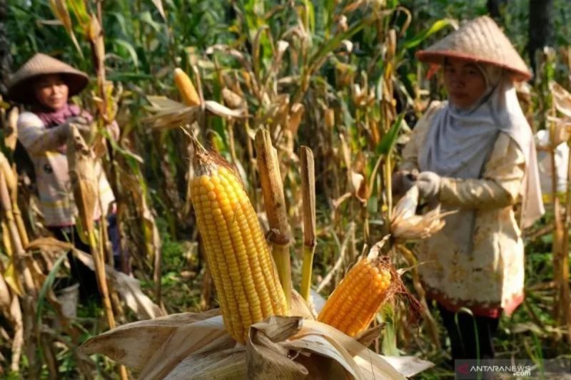 Tahukah Anda, Bulog Sumut Targetkan 80.000 Ton? Ini Fakta Penyerapan Jagung Pipil dari Petani Lokal