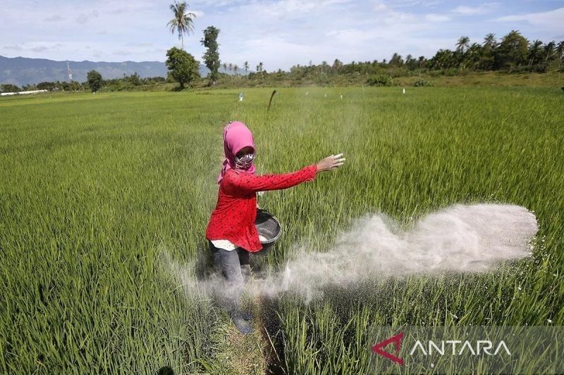 Fantastis! Capaian Luas Tanam Padi Aceh Hampir Sentuh Target 97 Persen di Juli 2025