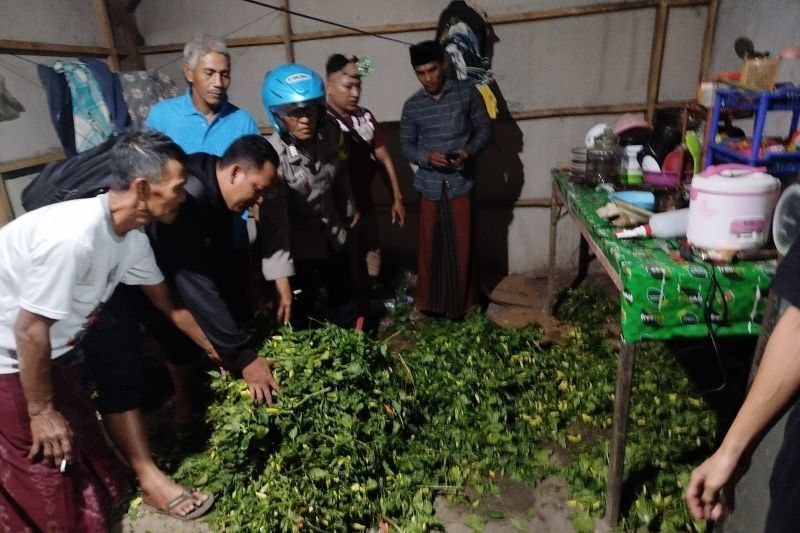 Terungkap! Modus Unik Pencurian Cabai di Situbondo, Petani Resah Tiga Pelaku Ditangkap