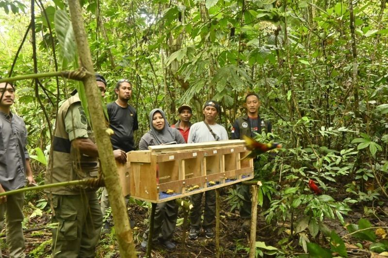 Fakta Unik: 19 Satwa Endemik Maluku Dilepasliarkan BKSDA, Jaga Keseimbangan Ekosistem
