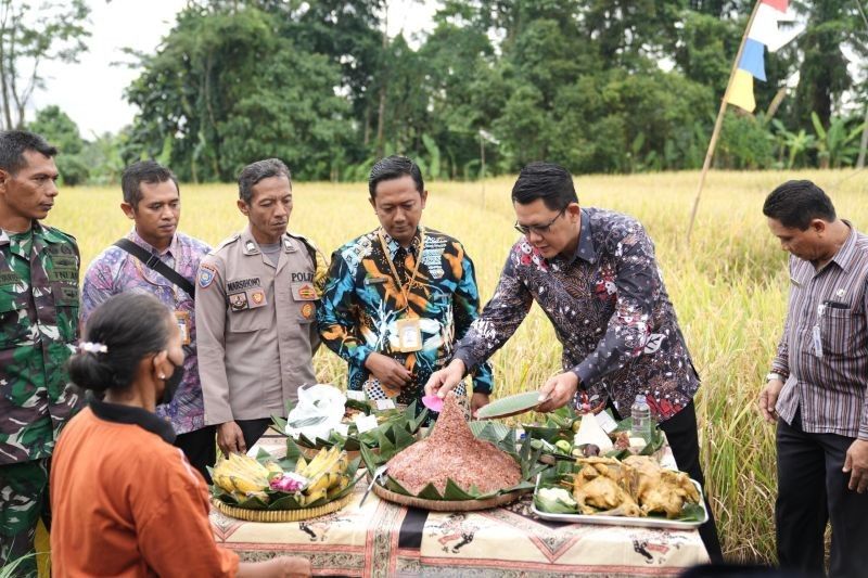 Fakta Unik: Sleman Panen Raya Padi Organik Sembada Merah, Komoditas Unggulan yang Diakui Nasional