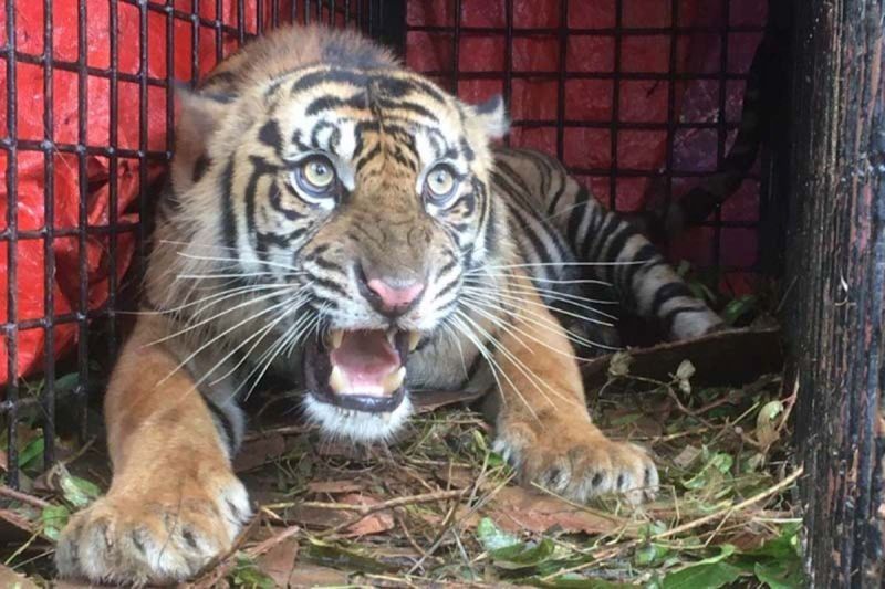Fakta Unik Harimau Sumatra: BKSDA Perkuat Pencegahan Interaksi Negatif di Aceh Demi Kelestarian Satwa Kritis