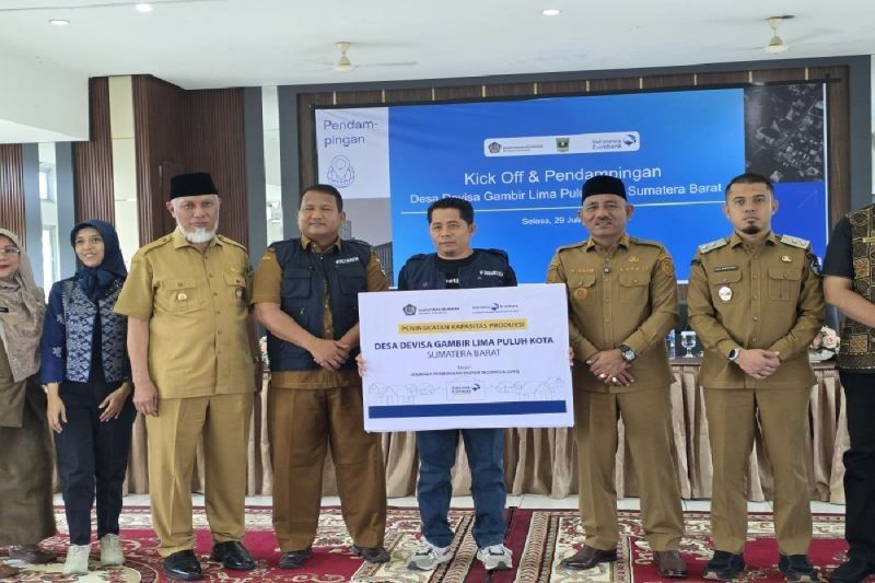 Fakta Menarik: 90% Ekspor Nasional Berasal dari Sini, Program Desa Devisa Gambir Sumbar Dorong Kesejahteraan Petani