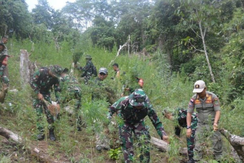 Fakta Unik: 3 Hektare Lahan Pemusnahan Tanaman Ganja di Mandailing Natal, Puluhan Ribu Batang Musnah