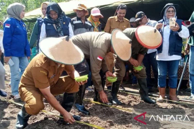 Wow, Realisasi Penanaman Padi Gogo di Maluku Capai 54 Persen! Langkah Strategis Ketahanan Pangan Daerah