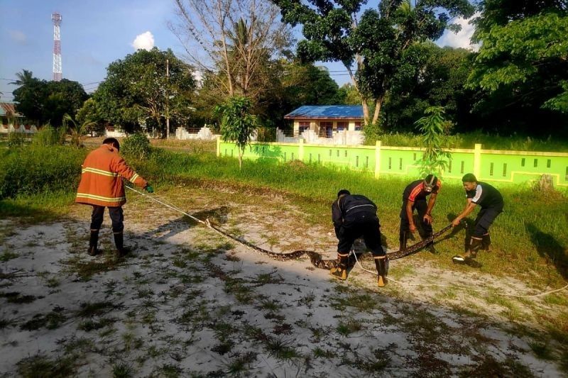 Mengerikan, Ular Piton 5 Meter Dievakuasi dari Ponpes Natuna: Pernah Telan Manusia di Sulawesi Tenggara