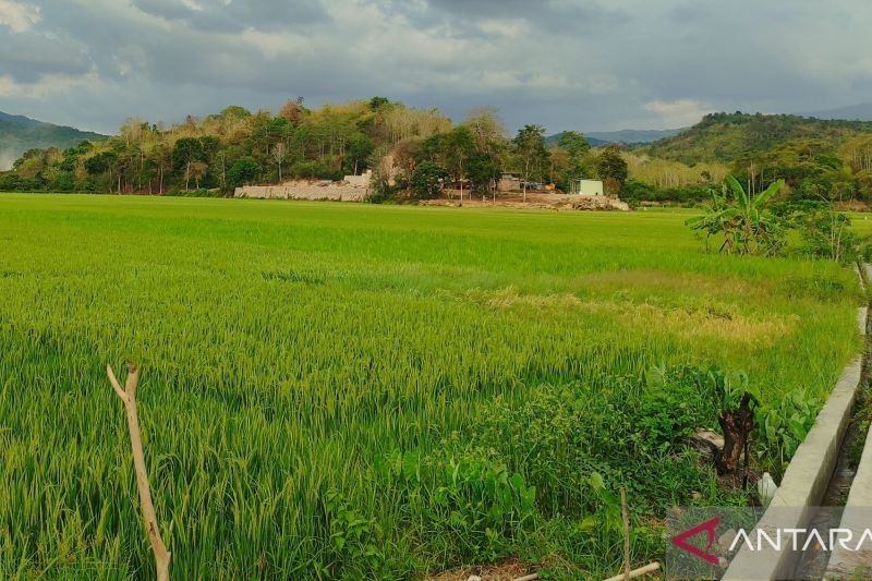 BMKG Imbau Petani Manggarai Barat Waspada Cuaca Dinamis Agustus 2025: Musim Kemarau Tetap Berpotensi Hujan Lokal