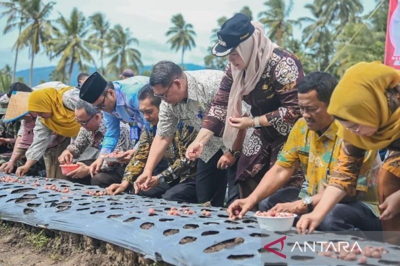 Target 50 Ton per Bulan, Pemkot Padangsidimpuan Genjot Penanaman Bawang Merah Unggulan