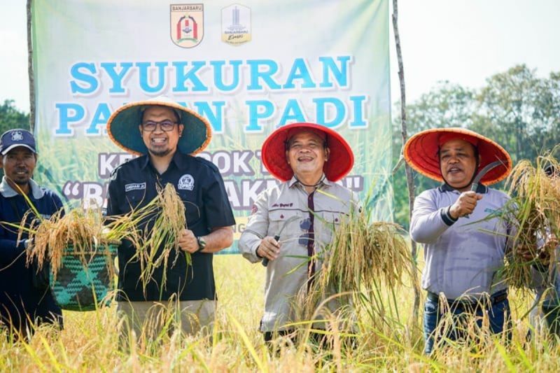 Fantastis! Panen Padi Banjarbaru Capai 5,7 Ton per Hektare, Bukti Ketahanan Pangan Kota