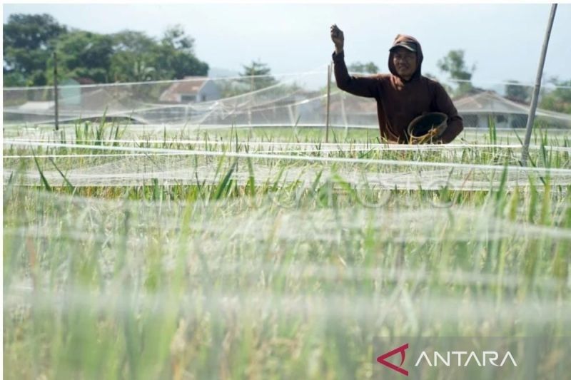 Wabah Wereng Cokelat Ancam Panen Raya di Jawa Timur: Petani Frustrasi, Hama Kebal Pestisida!