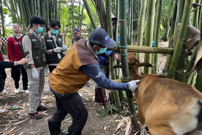 Terungkap! 120 Ekor Sapi di Maros Terinfeksi PMK, Ini Upaya Mahasiswa Unhas Atasi Wabah Penyakit Mulut dan Kuku Sapi