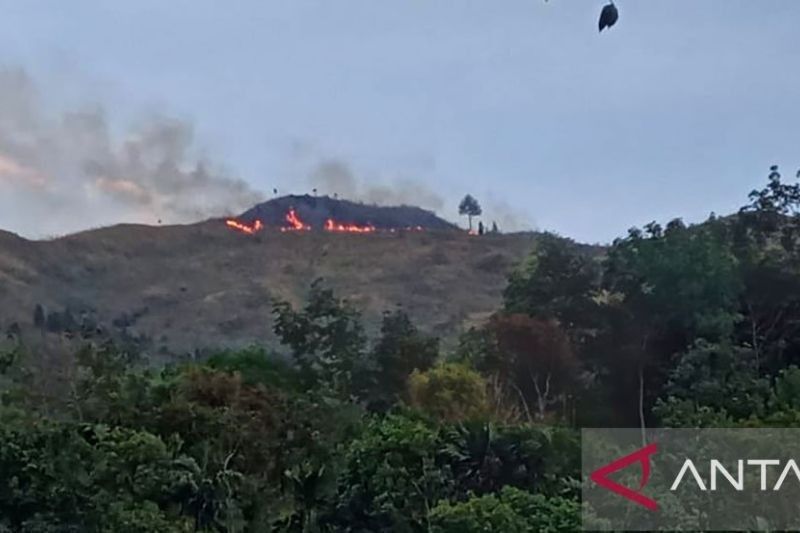 Fakta Mengejutkan: 100 Hektare Lahan di Bukit Teletubies Terbakar, Dishut Sumbar Selidiki Penyebab Kebakaran Lahan Pasaman