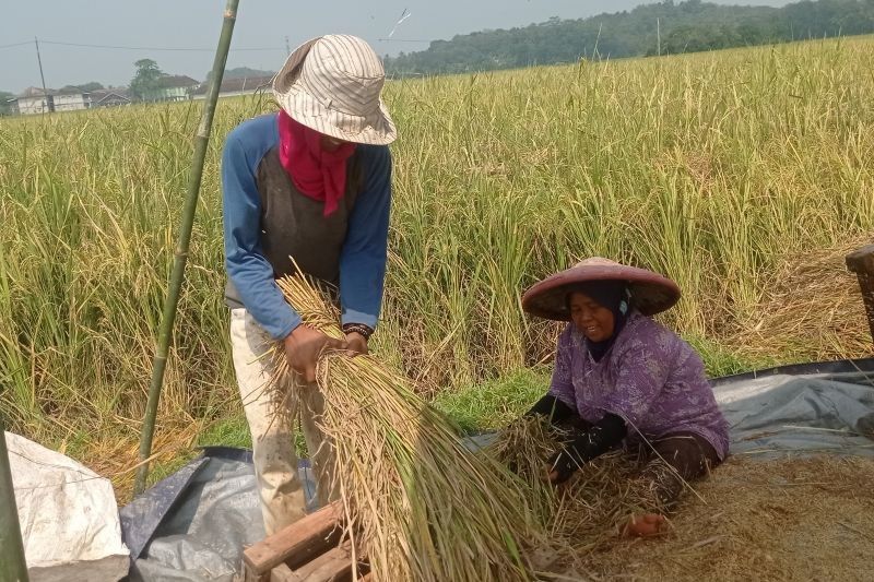 Fakta Menarik: 21.000 Hektare Panen Padi Agustus 2025 Lebak, Ketersediaan Pangan Nasional Terjamin!