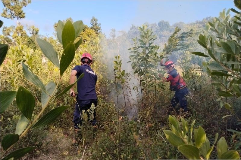 BPBD Belitung Padamkan Kebakaran Hutan Belitung di Dua Titik, Gunakan Metode Tradisional Ranting Pohon!
